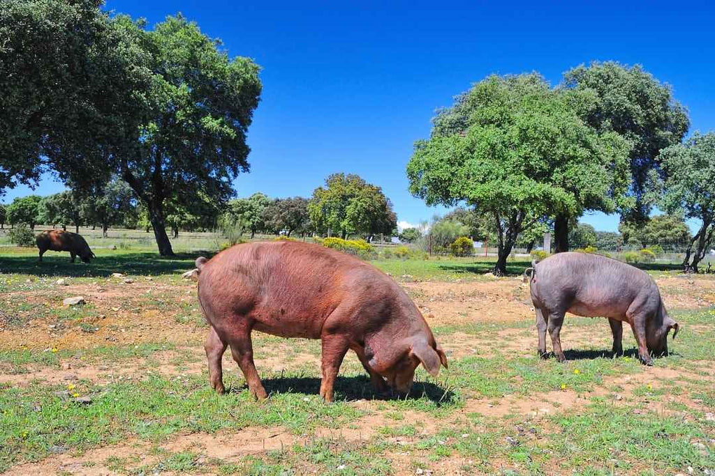 How is pata negra ham made?