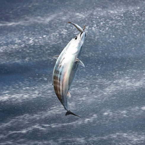 Azorean Tuna in spring water 120g